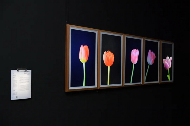 11.webp.jpg 11.webp.jpg